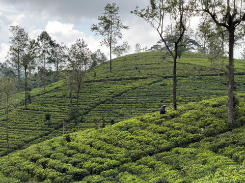 迪科雅公主酒店主图