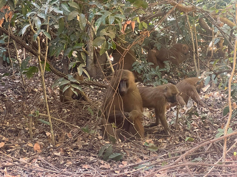 Makasutu Culture Forest-塞瑞库达必去景点
