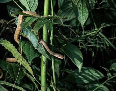 Seribu Waterfall-茂物必去景点