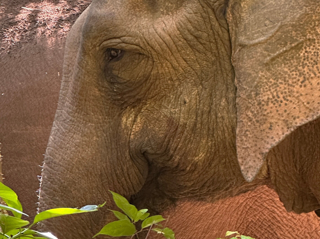 Elephant Community Project - Day Tours-森莫诺隆必去景点