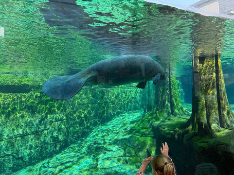 Mote Marine Laboratory & Aquarium-萨拉索塔必去景点