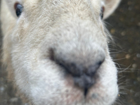 Sheep Smarts-Rathdrum必去景点