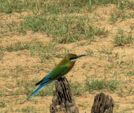 BTR SL-加勒必去景点