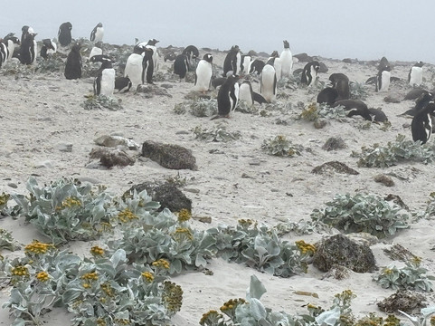 Falkland Islands Tourist Board-Stanley必去景点