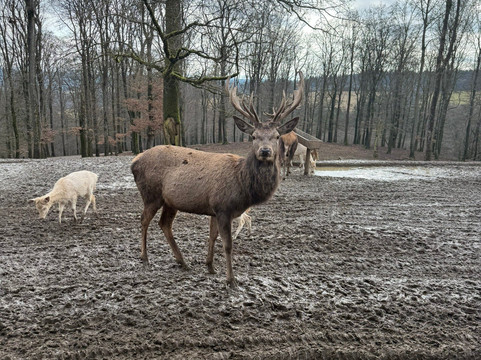 Wild- & Erlebnispark Daun-Daun必去景点
