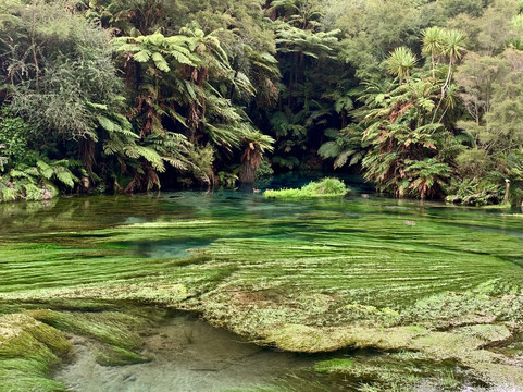 Blue Spring-普塔鲁鲁必去景点