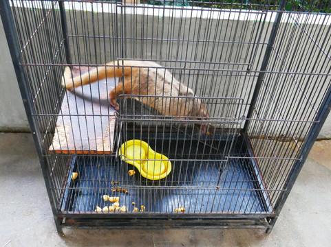 Kopi Luwak Cikole-连旺必去景点