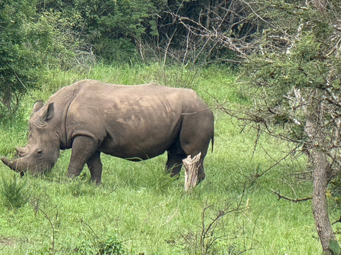 Friendly Gorillas-坎帕拉必去景点