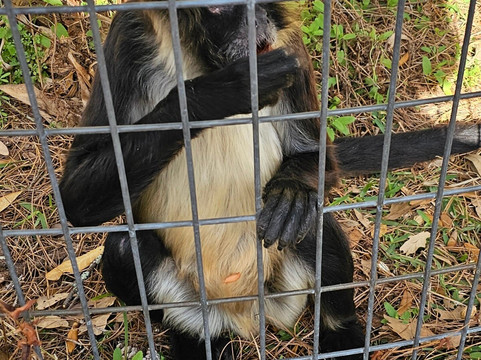 Jungle Friends Primate Sanctuary-盖恩斯维尔必去景点
