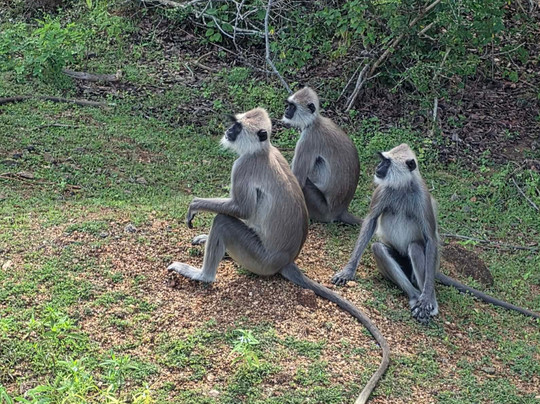 Sri Lankan Personal Drivers-科伦坡必去景点
