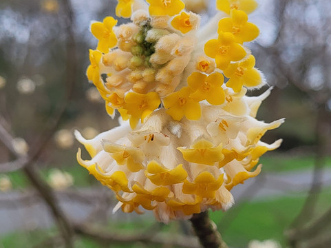 Botanical Garden Arboretum Oudenbosch-Oudenbosch必去景点