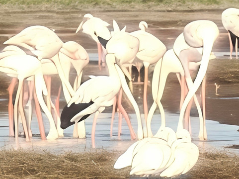 Bhigwan Bird Sanctuary-Baramati必去景点
