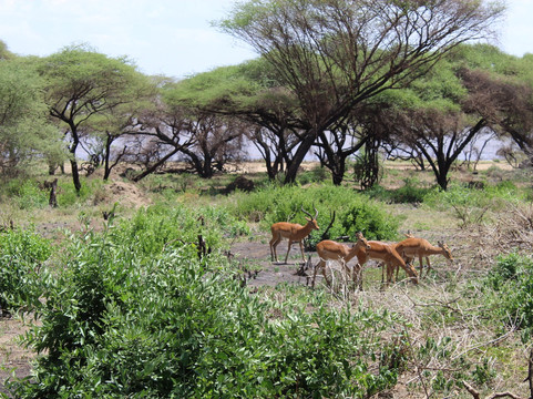 Corto Safaris-阿鲁沙必去景点