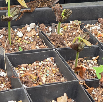 Hilo Shark Tours-帕派科欧必去景点