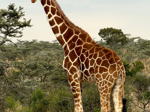 Camili Safaris-内罗毕必去景点