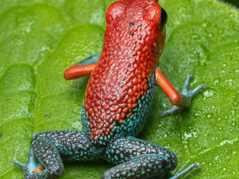 Sierpefrogs-Sierpe必去景点