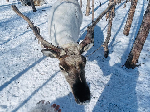 Khuvsgul Lake-哈特高必去景点