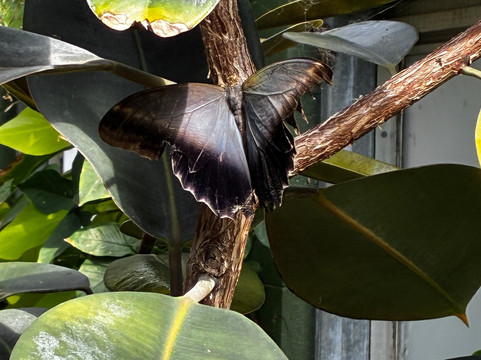 Butterfly Wonderland-斯科茨代尔必去景点