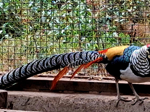 Sidkeong Tuluk Bird Park-West Sikkim必去景点