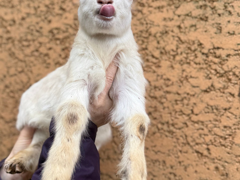 Les Animaux De Fairytale-Cap-d'Agde必去景点