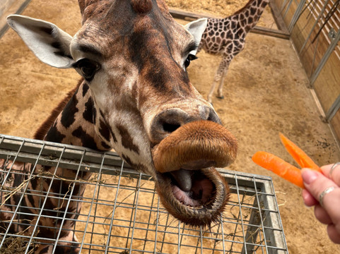 Wingham Wildlife Park-Wingham必去景点