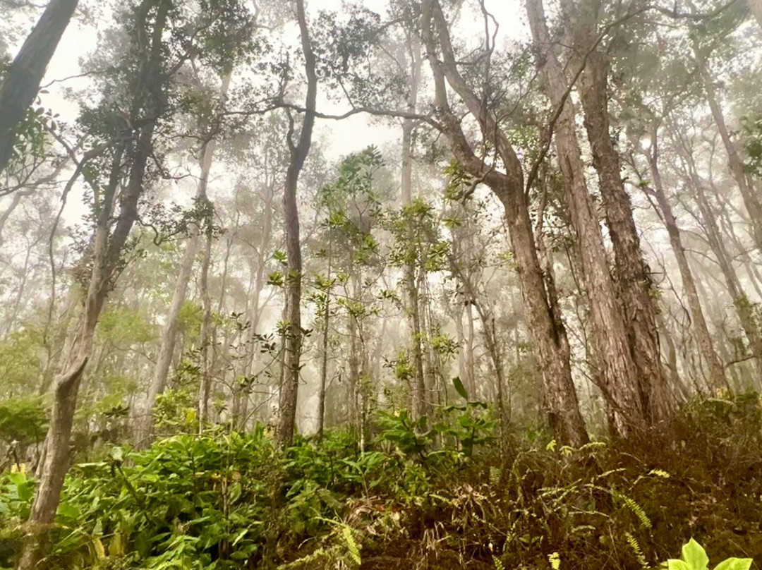 Kona Cloud Forest Sanctuary-凯鲁瓦-柯纳必去景点