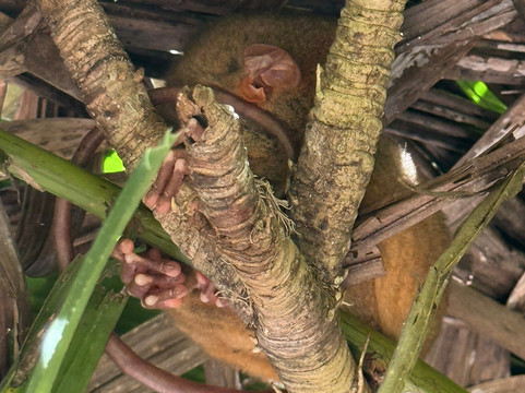 菲律宾眼镜猴及野生动物保护区-Corella必去景点
