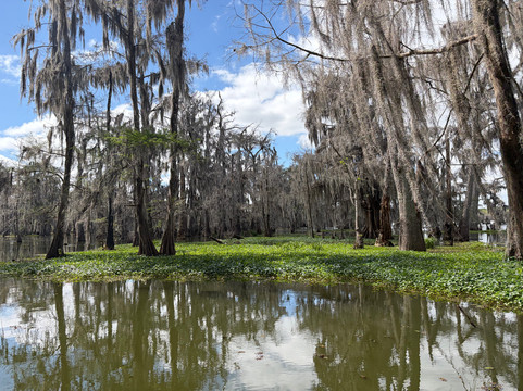 Borels swamp tours-布里奥克斯桥必去景点