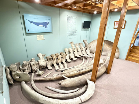 Museo Salesiano / Magiorinno Borgatello-蓬塔阿雷纳斯必去景点