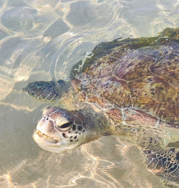 Ceylon leisure travels with sanju-Ja Ela必去景点