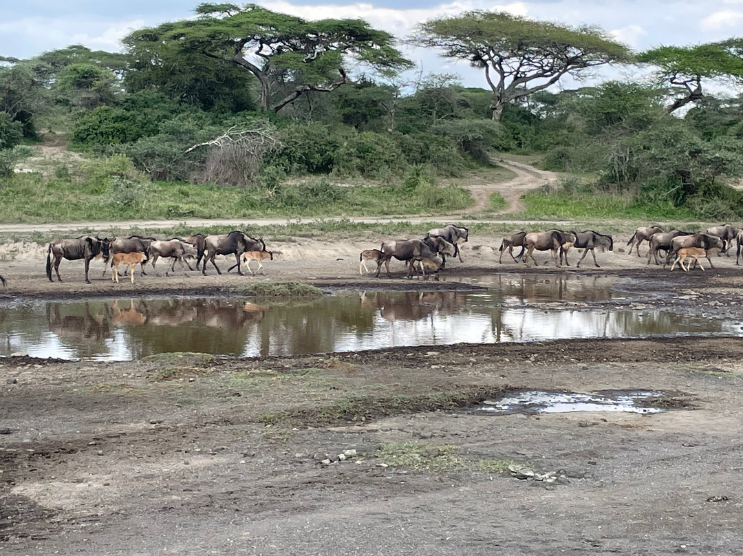 Kon Tiki Serengeti Camp