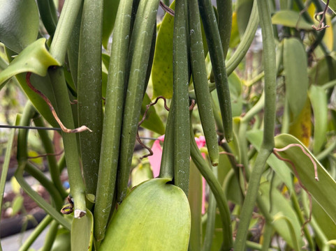 Hawaiian Vanilla Company-帕奥伊洛必去景点