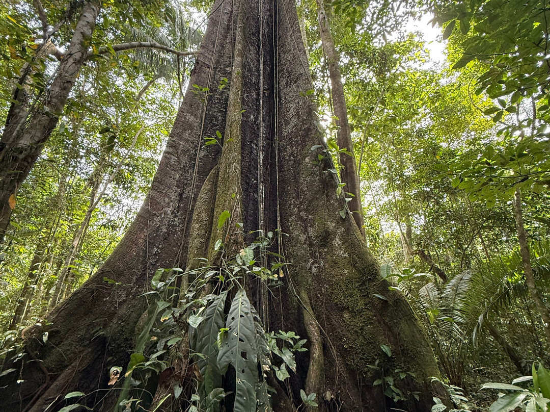 Amazon Jaguar Adventure & Lodge-伊基托斯必去景点