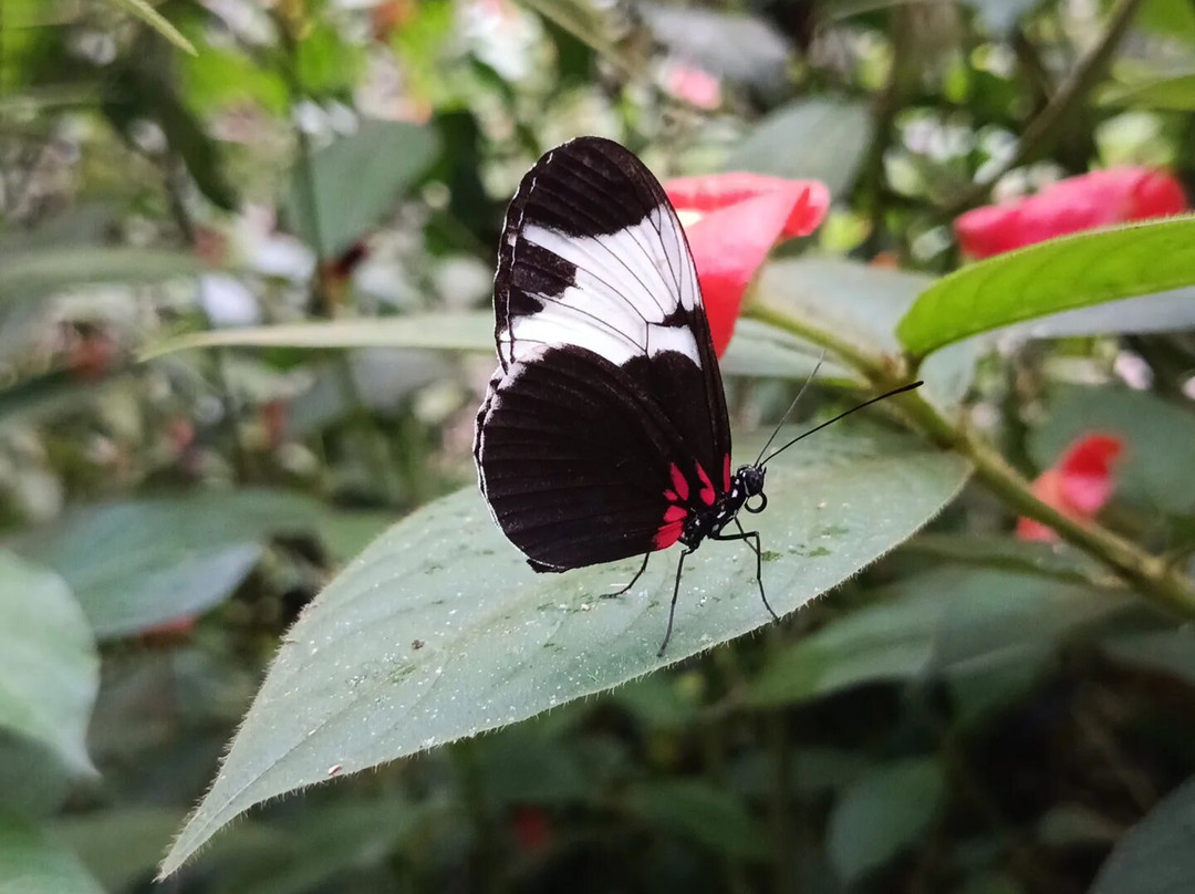 Pierella Ecological Garden-Horquetas必去景点