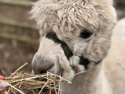 Woodlands Alpaca Farm-沃灵顿必去景点