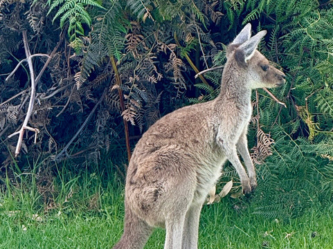 Yanchep National Park-扬切普必去景点