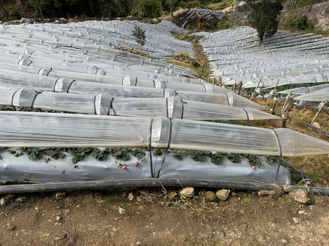 Parque Nacional Valle Nuevo-Constanza必去景点
