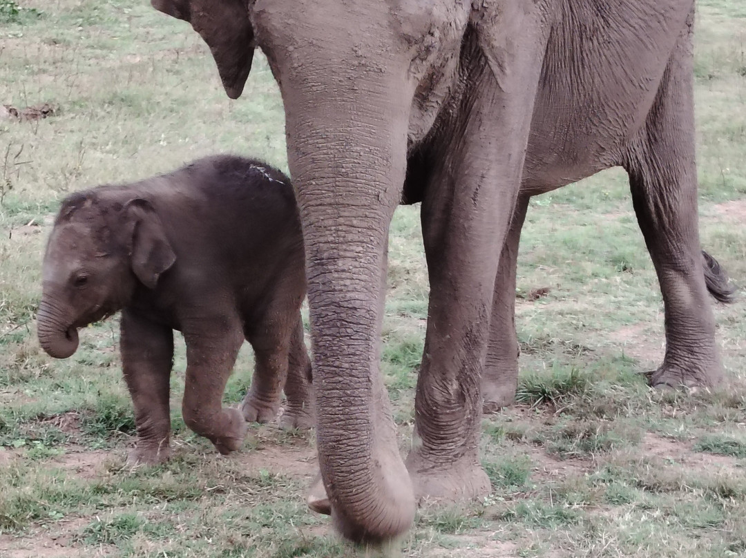 绿景野外度假村主图