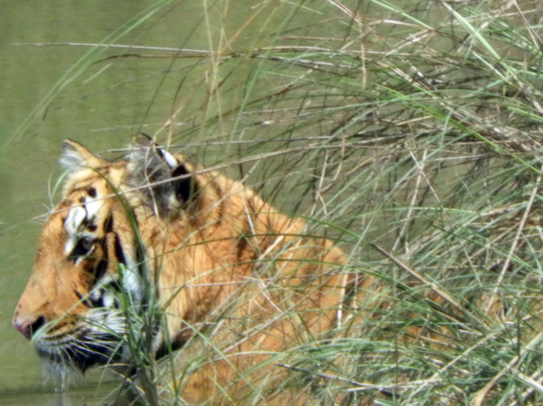 Rhino Lodge Bardia主图