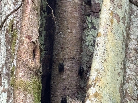 Tree Chocolate Tour-Upala必去景点