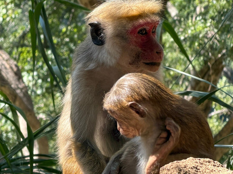 Private Sri Lanka Tour Drivers-科伦坡必去景点