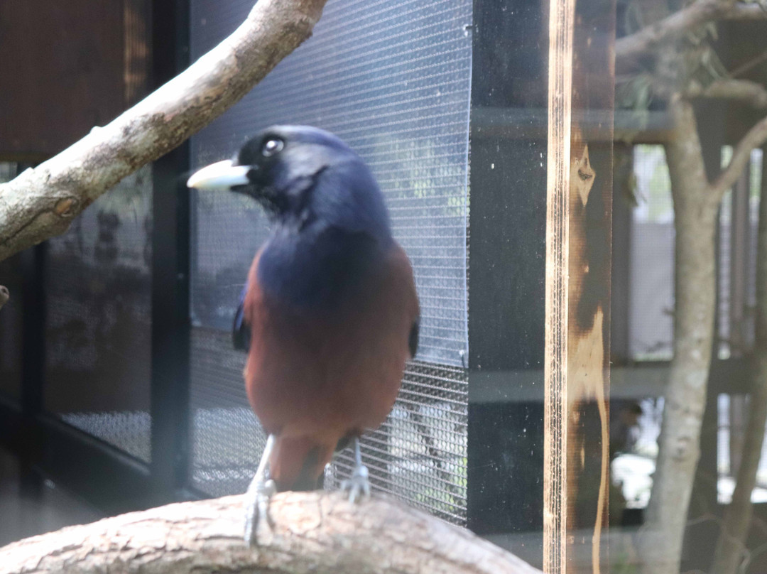 Amami Wildlife Center-大和村必去景点