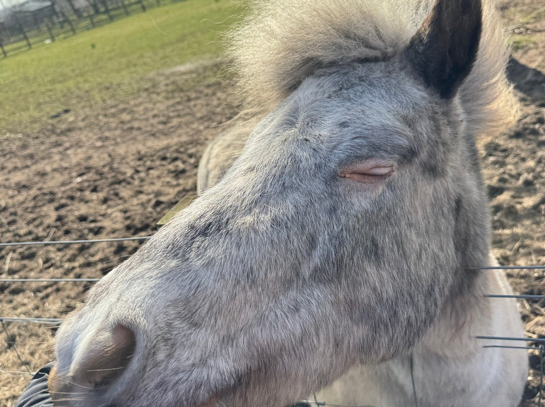 Balnuith Alpacas-敦提必去景点