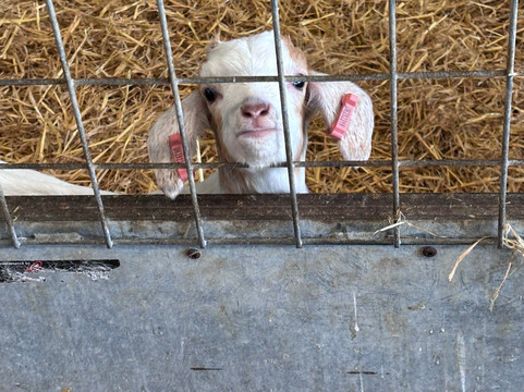Longdown Activity Farm-Ashurst必去景点