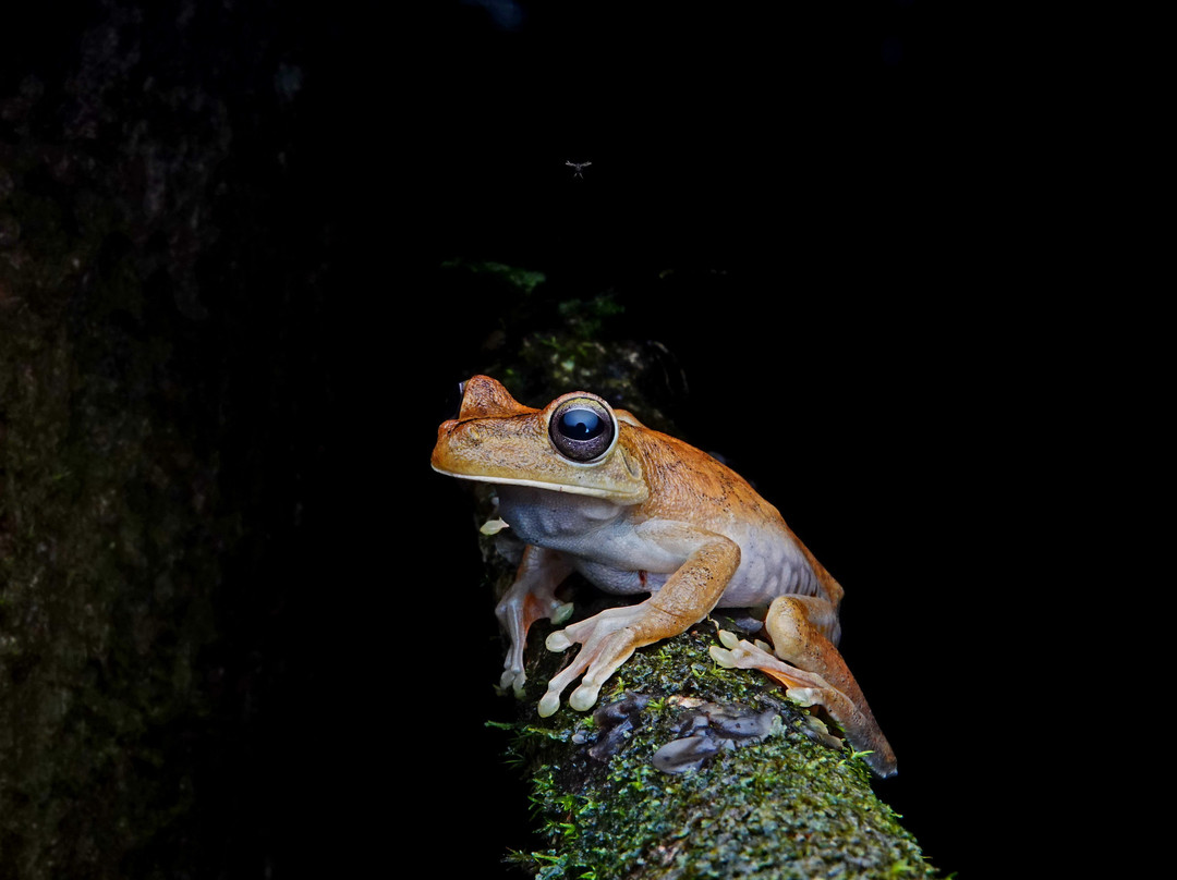 Sierpefrogs-Sierpe必去景点