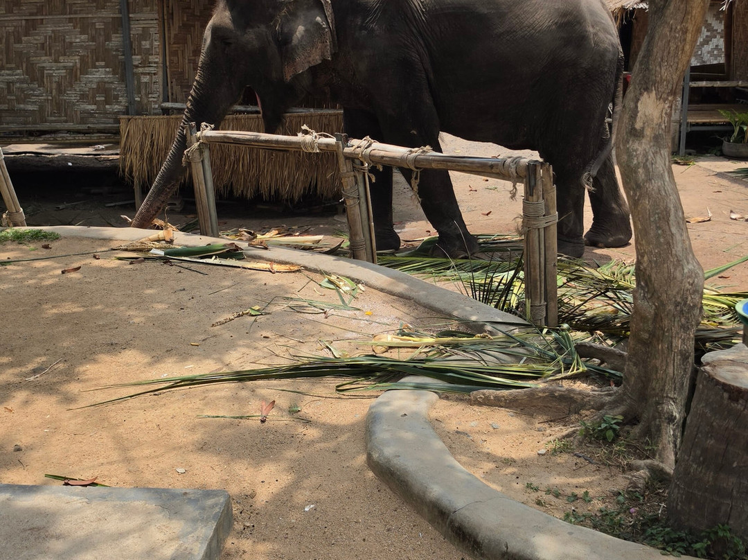 I Love Elephant Samui-Na Mueang必去景点