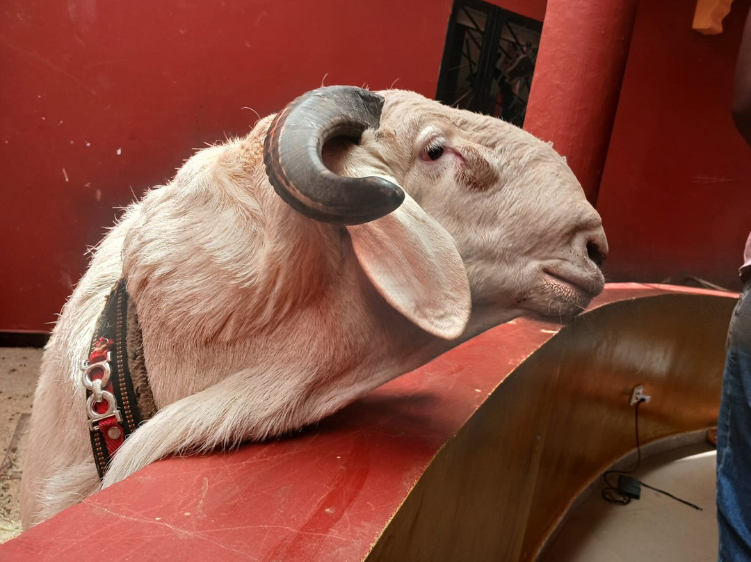 Dakar/Mbour/Sine Saloum, Senegal-莫布瓦必去景点