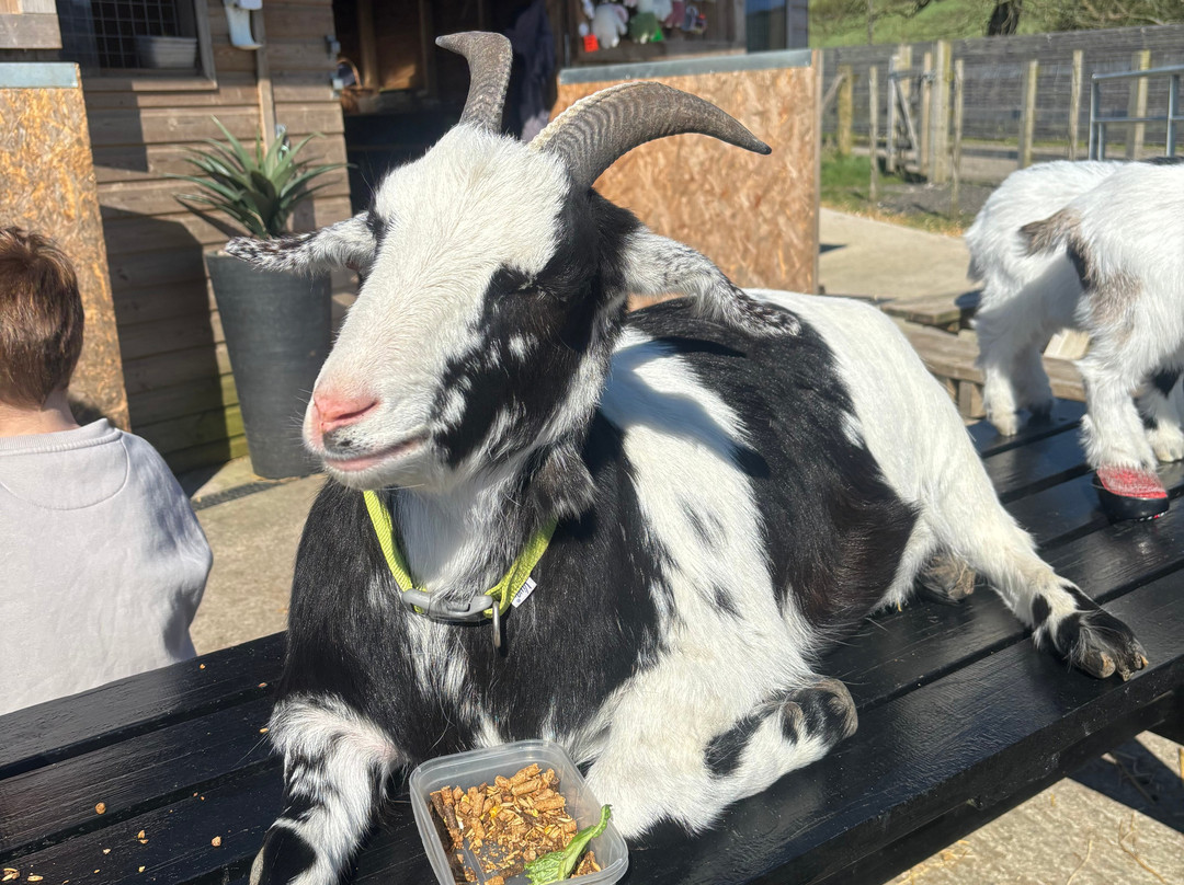 Meadowcroft Farm Alpacas-Bury必去景点