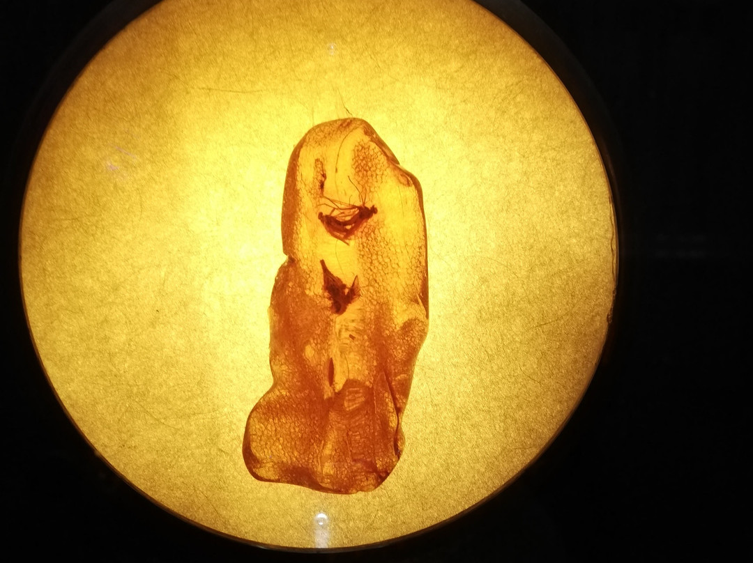 Palanga Amber Museum-帕兰加必去景点