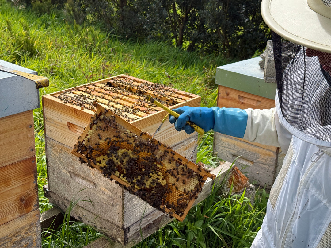 Apiário Margaridas-Fenais da Luz必去景点